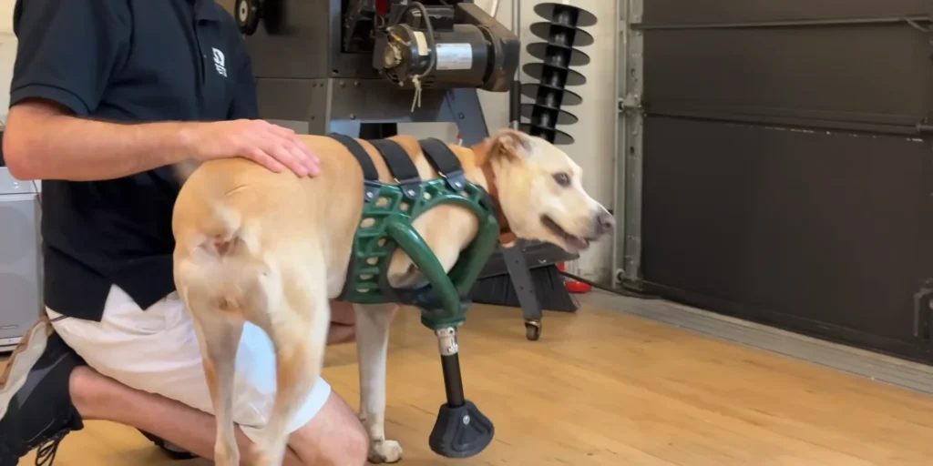 3D Prosthetics and mobility devices for pets.